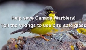 Le stade des Vikings, tueur d’oiseaux ?