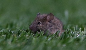 Old Trafford envahi par des souris